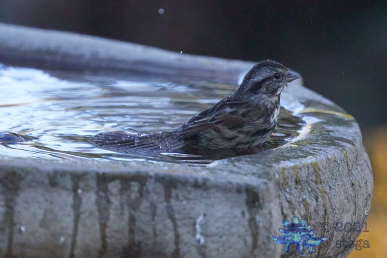 Song Sparrow