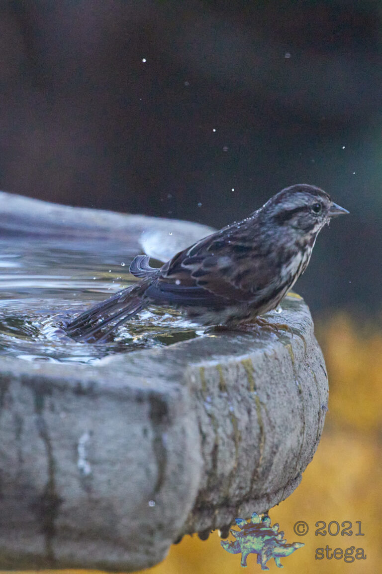 Song Sparrow