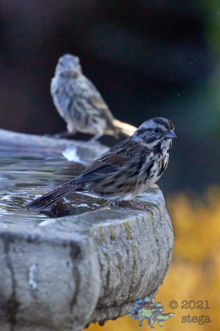 Song Sparrow