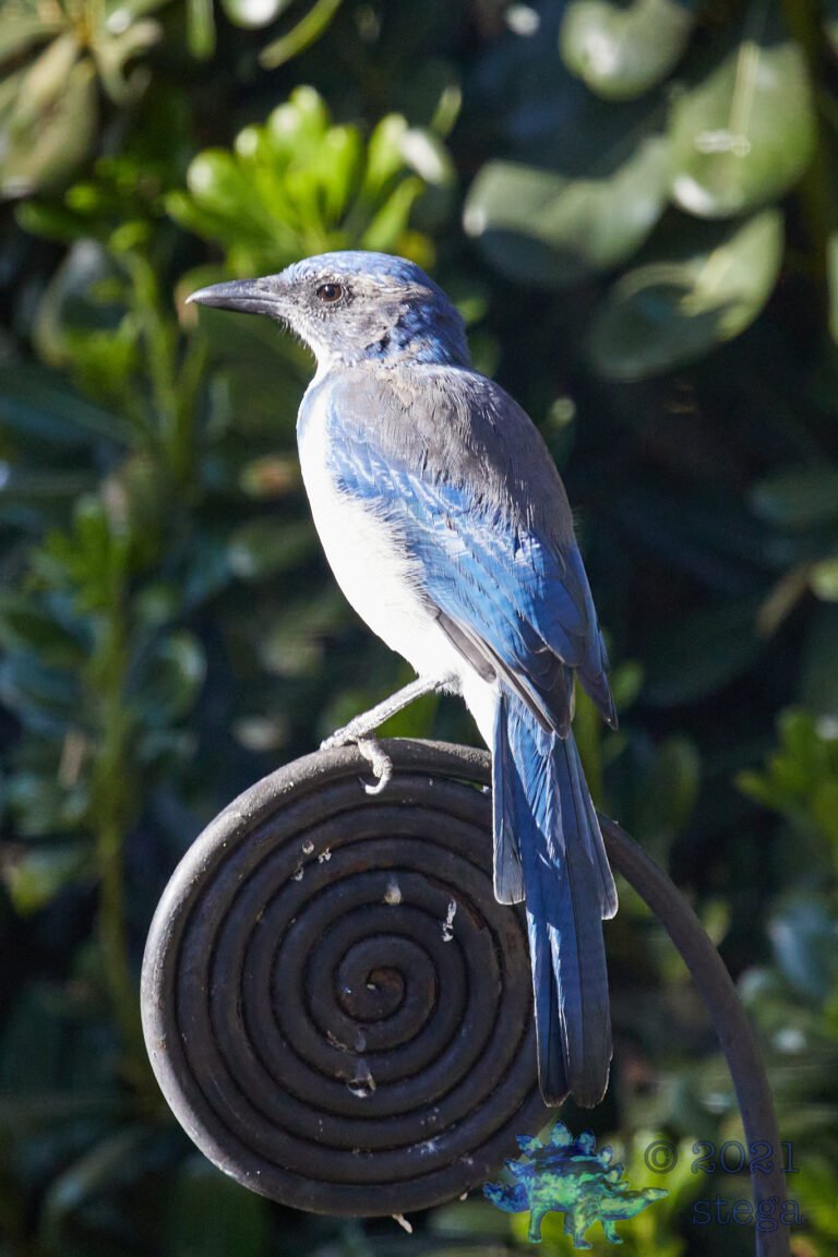 California Scrub Jay
