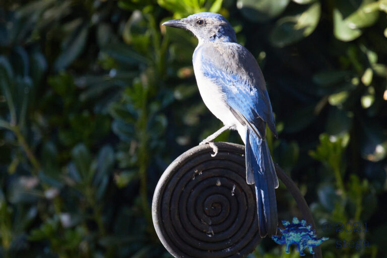 California Scrub Jay