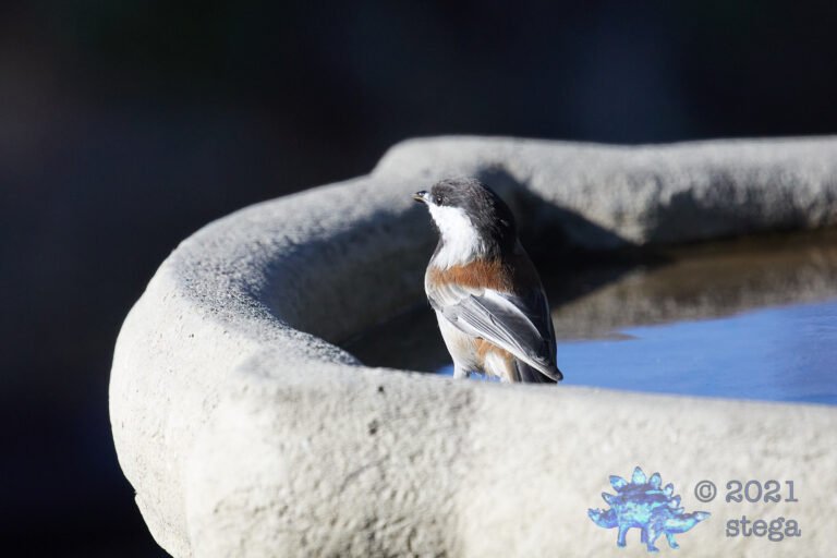 Chestnut-Backed Chickadee