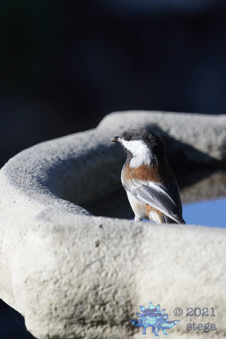 Chestnut-Backed Chickadee