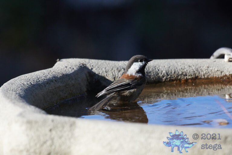 Chestnut-Backed Chickadee