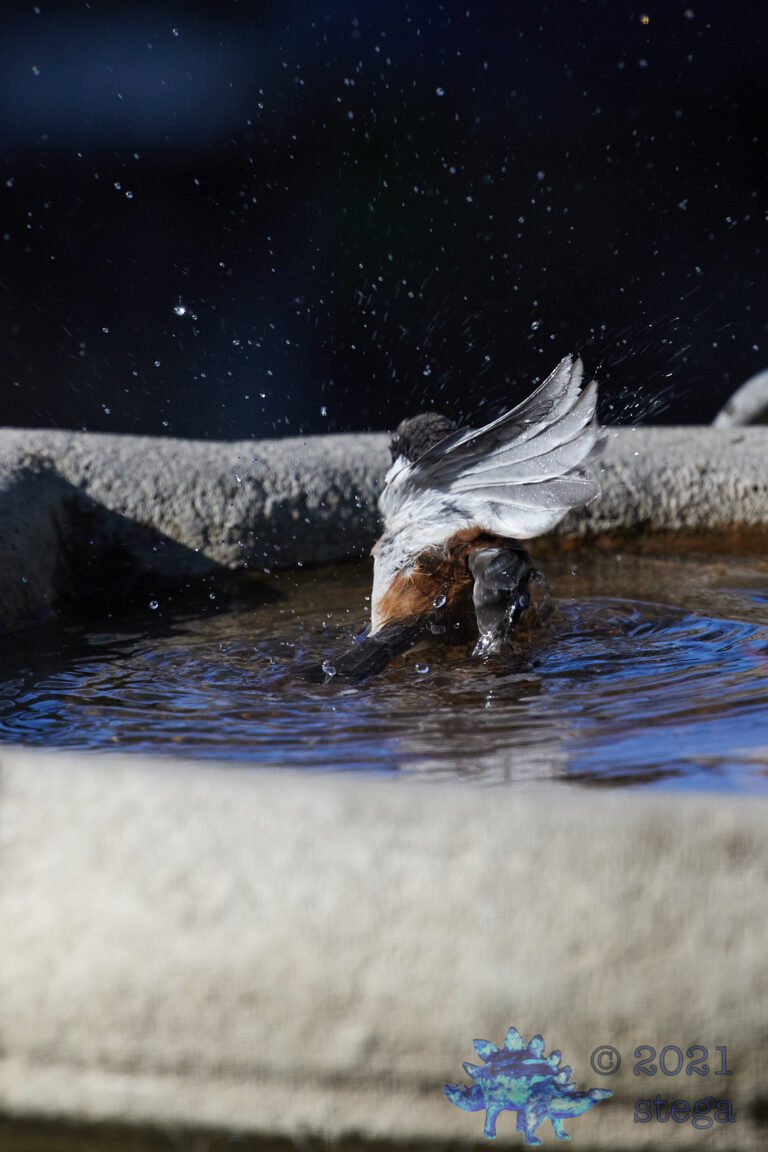 Chestnut-Backed Chickadee