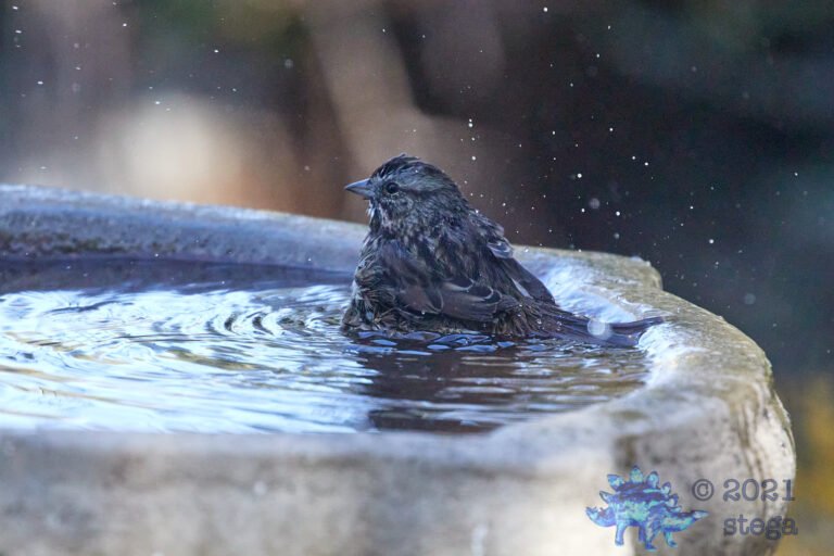 Song Sparrow