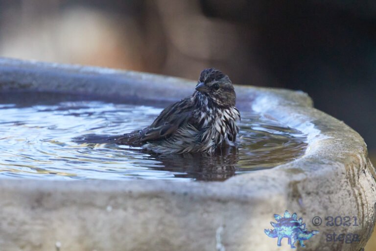 Song Sparrow