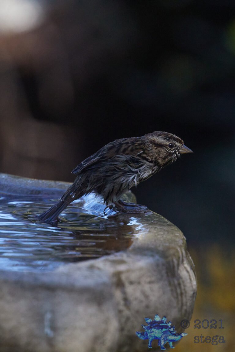 Song Sparrow