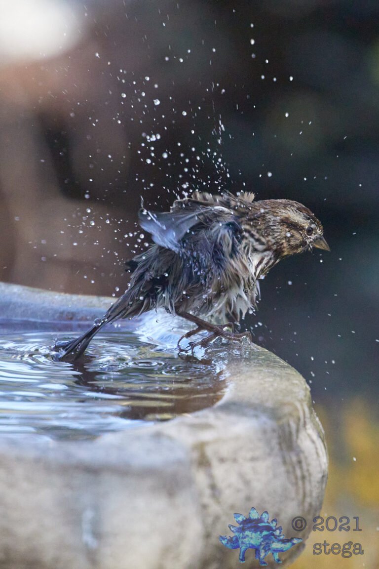 Song Sparrow
