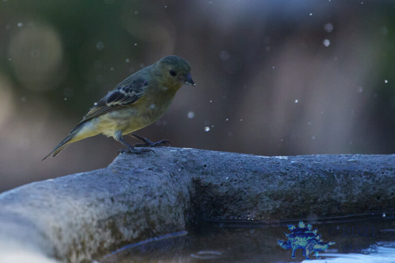 Lesser Goldfinch
