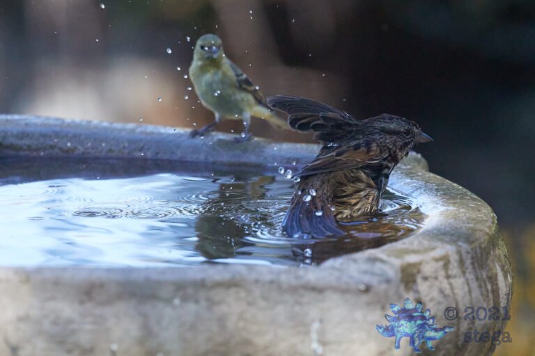 Song Sparrow