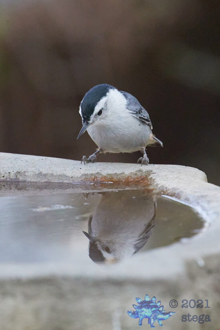 White Breasted Nuthatch