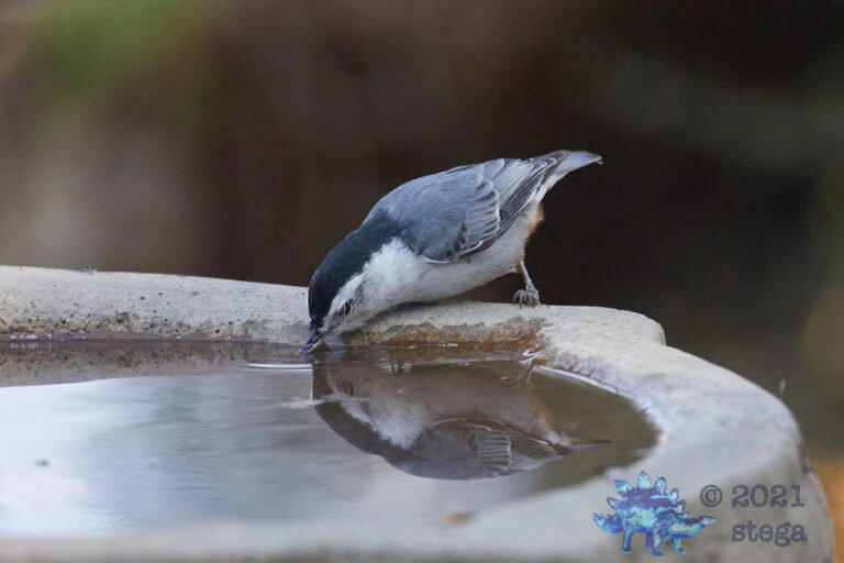 White Breasted Nuthatch