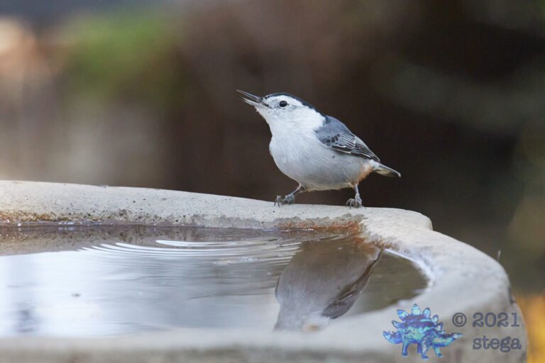 White-Breasted Nuthatch