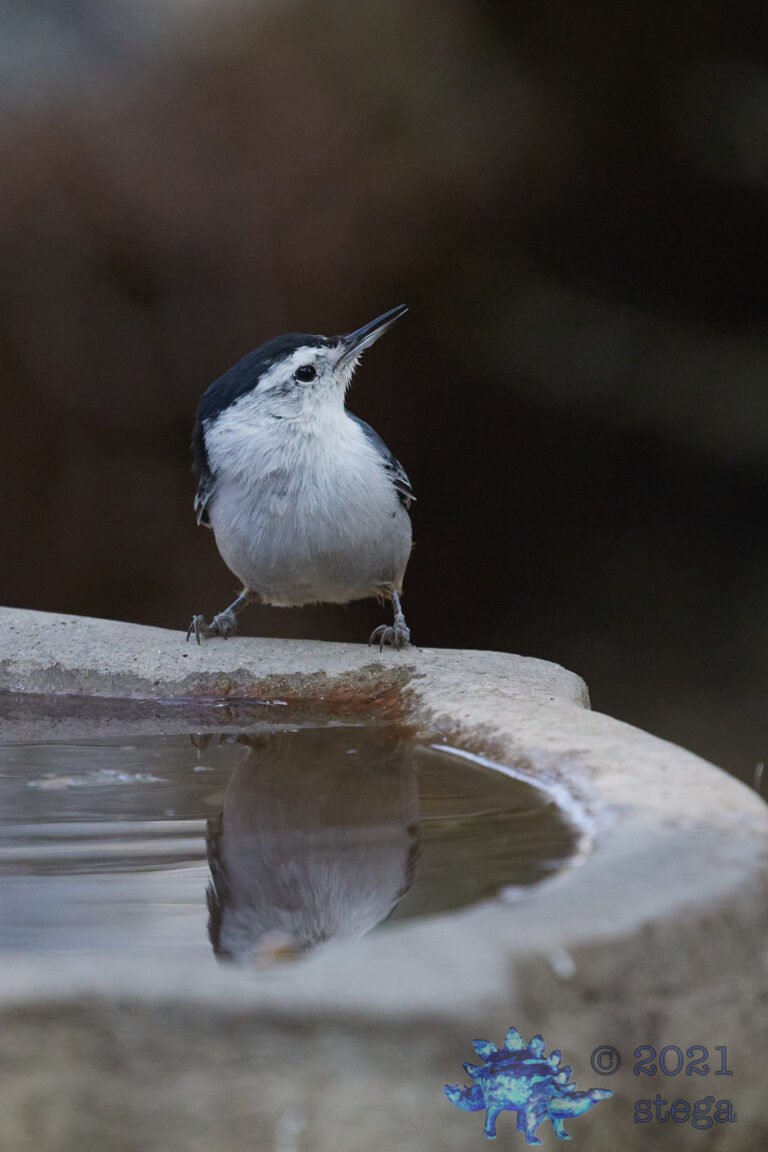 White Breasted Nuthatch
