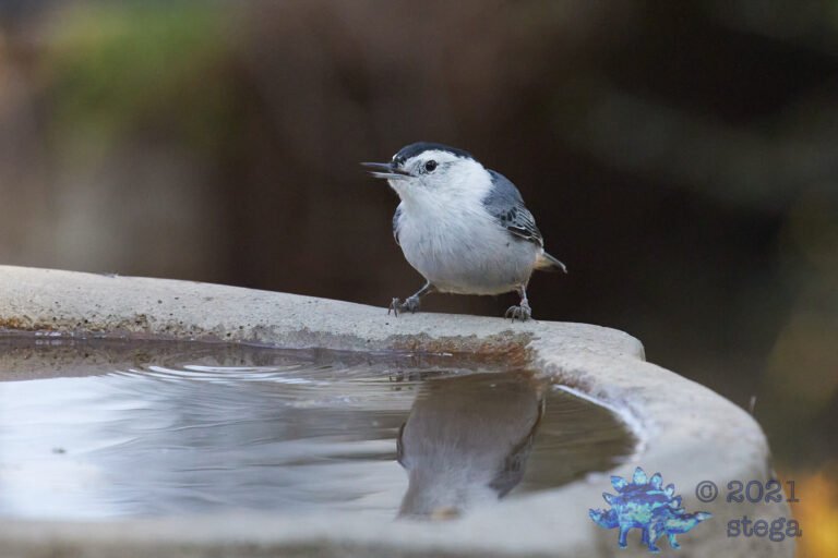 White Breasted Nuthatch