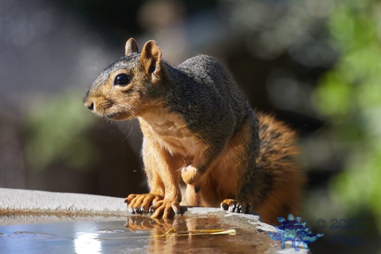 Fox Squirrel