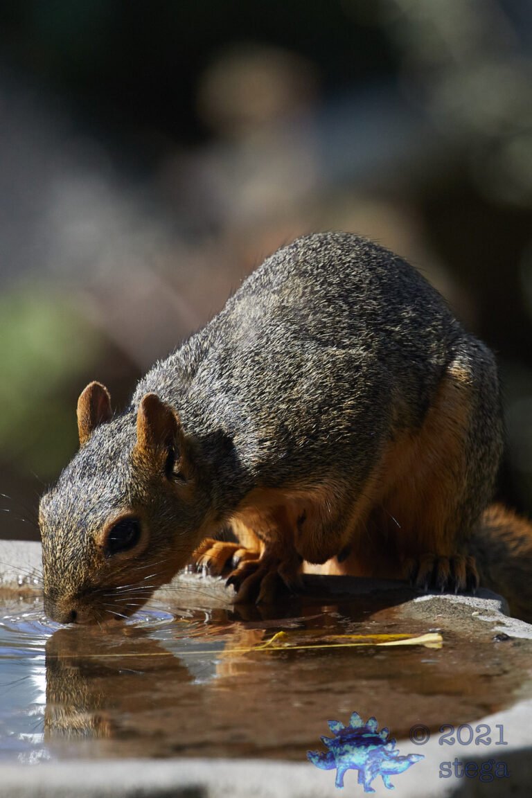 Fox Squirrel