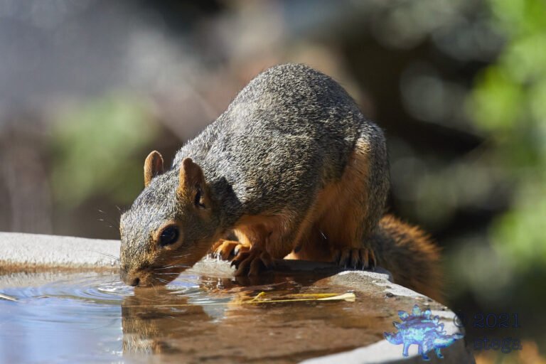 Fox Squirrel