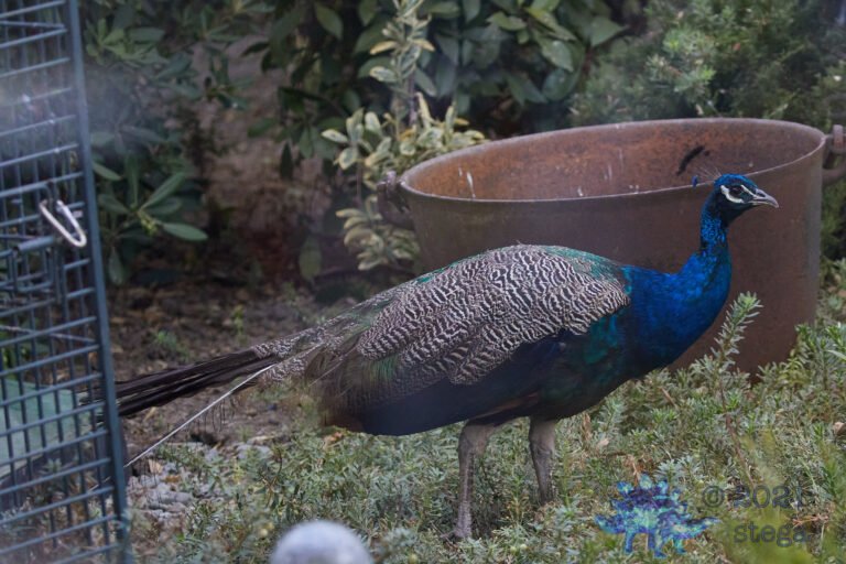 Peacock