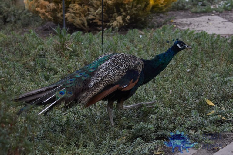 Feral Peacock