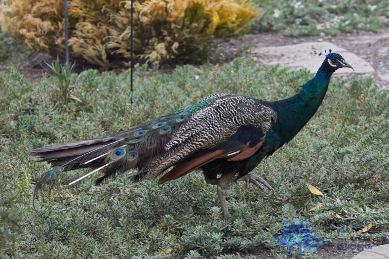 Feral Peacock