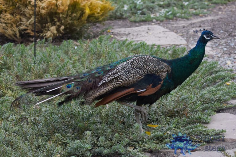 Feral Peacock