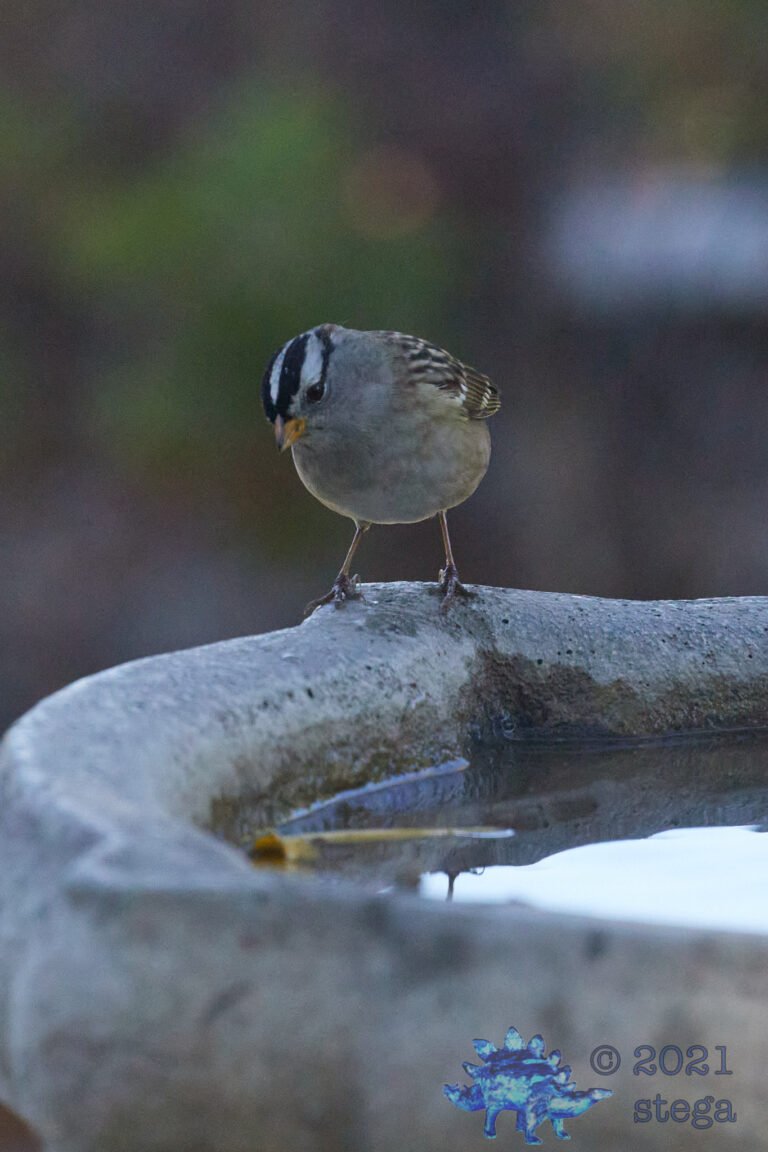 White-Crowned Sparrow