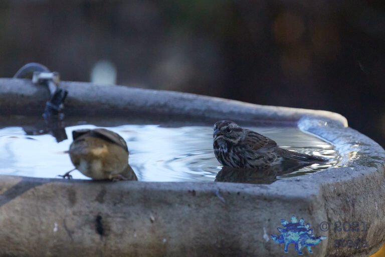Song Sparrow