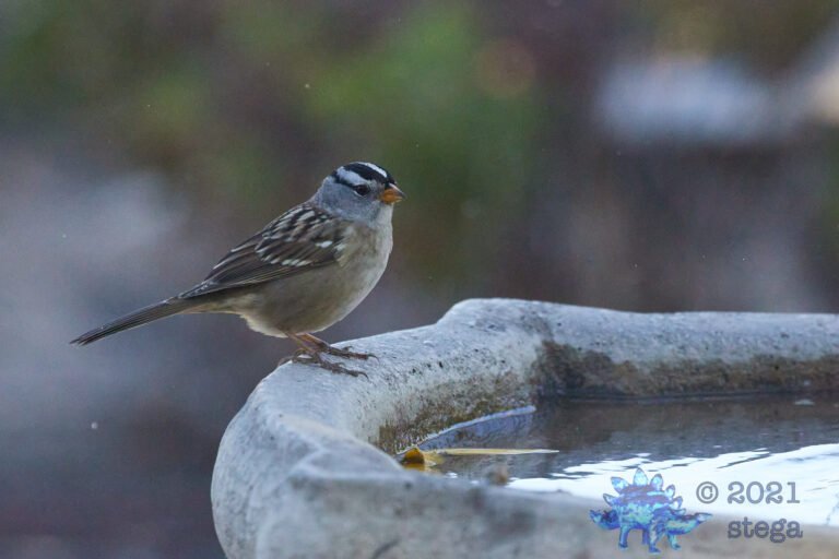 White-Crowned Sparrow