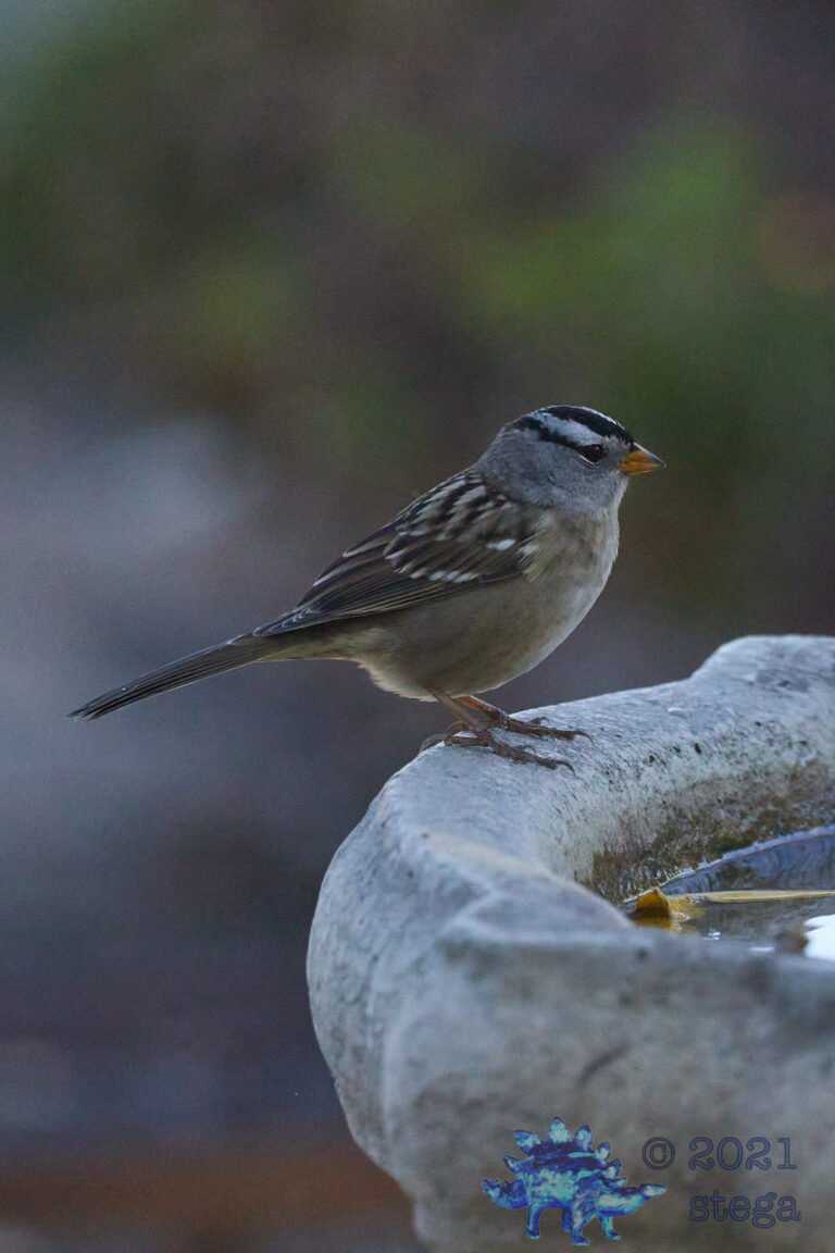 White-Crowned Sparrow