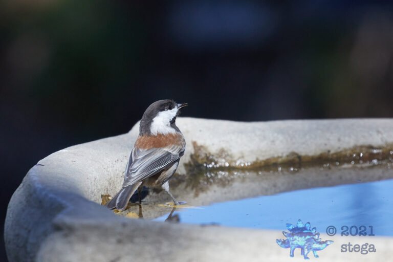 Chestnut-Backed Chickadee