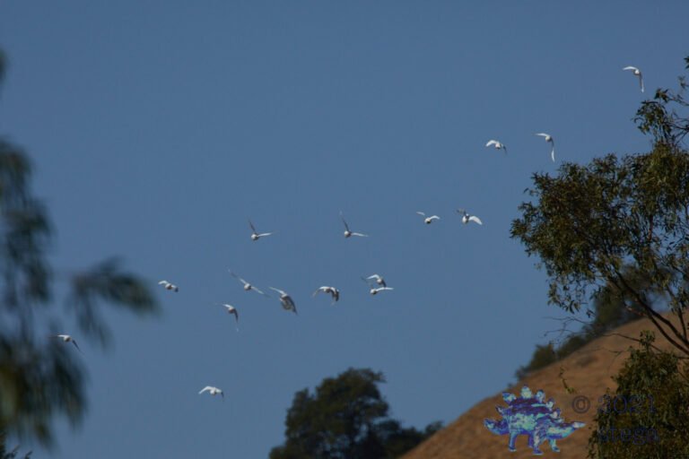 Homing Pigeons