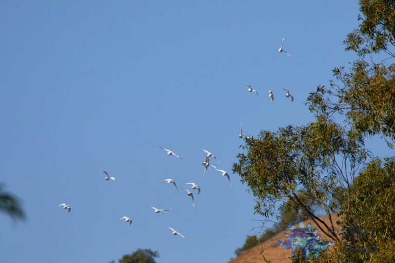 Racing Pigeons
