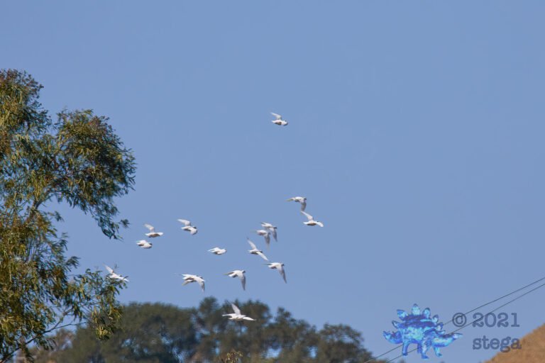Homing Pigeons