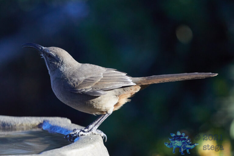 California Thrasher