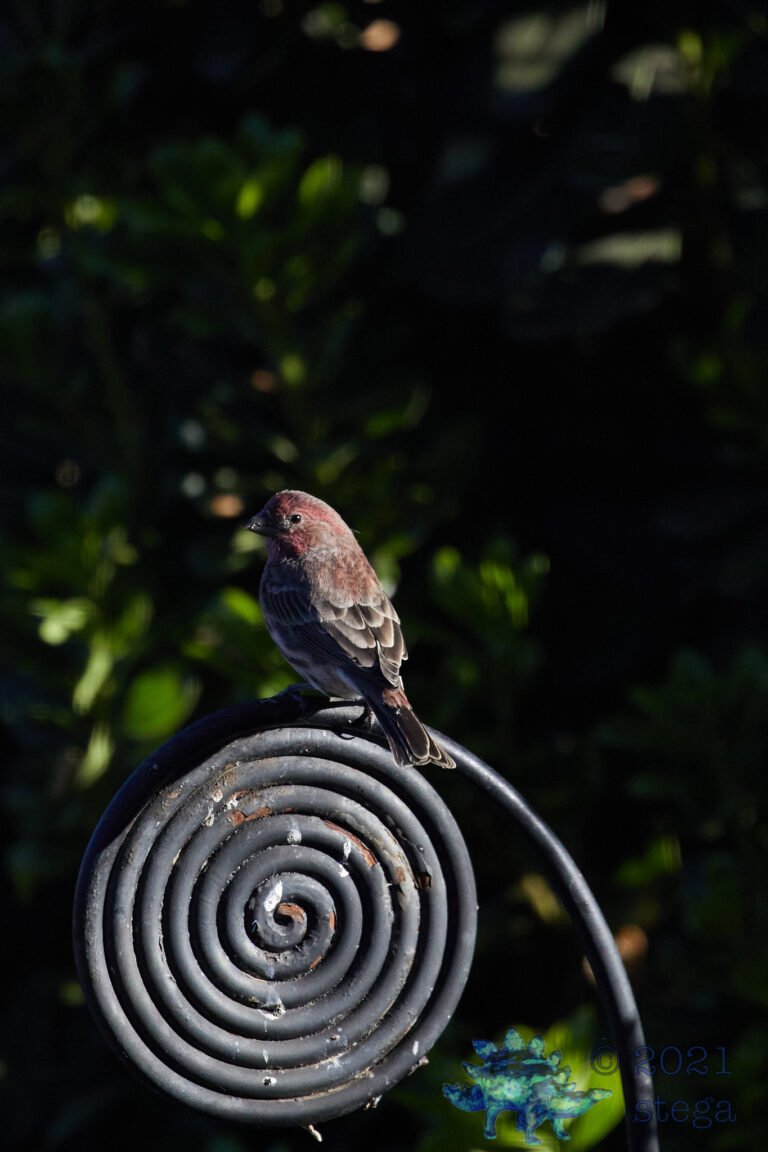 House Finch