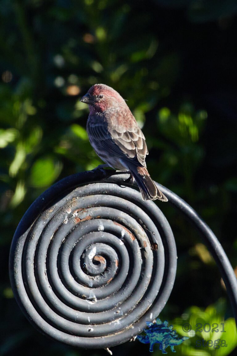 House Finch
