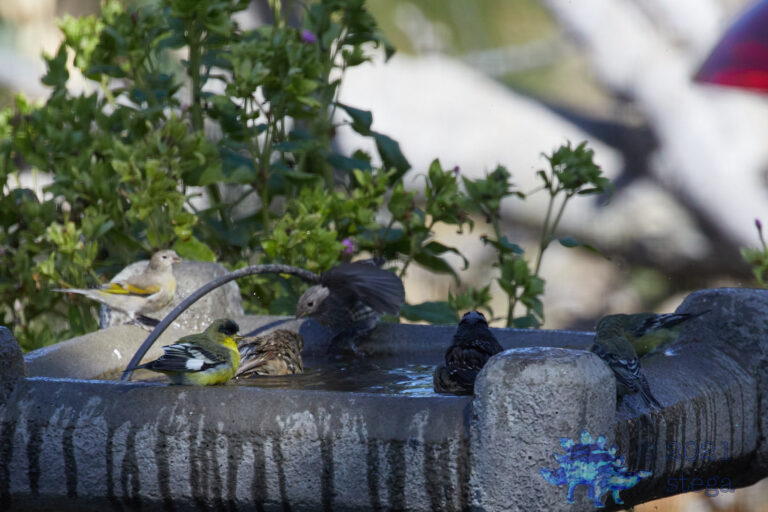 Finches and Sparrows