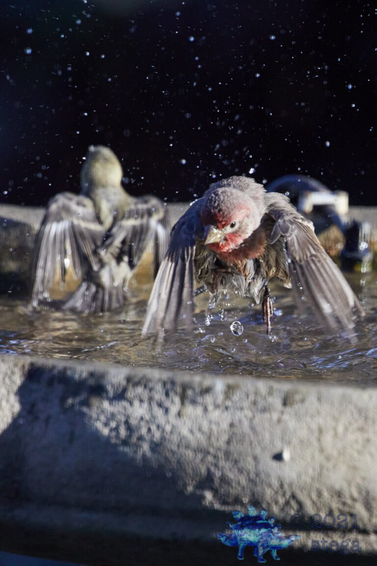 House Finch