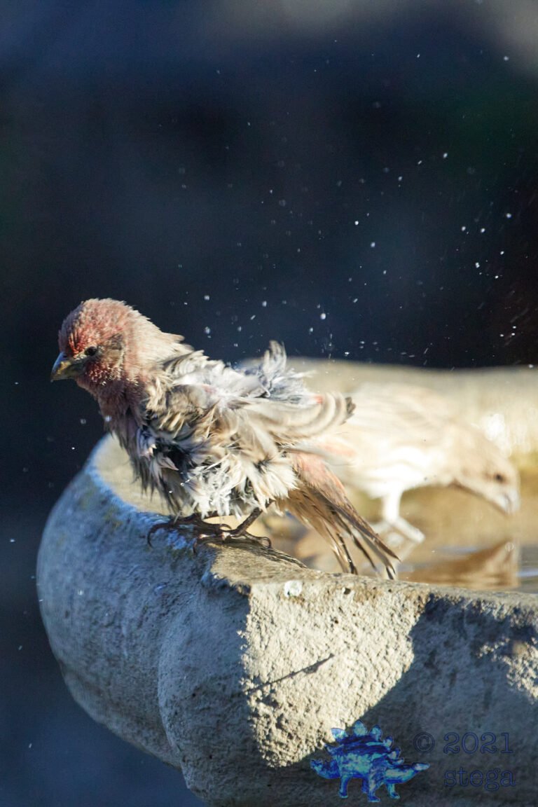 House Finch