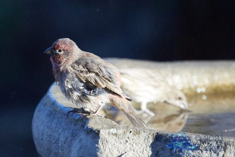 House Finch