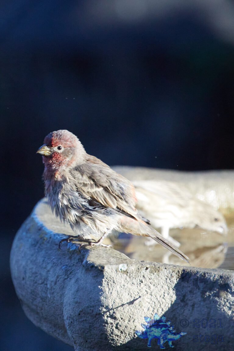 House Finch
