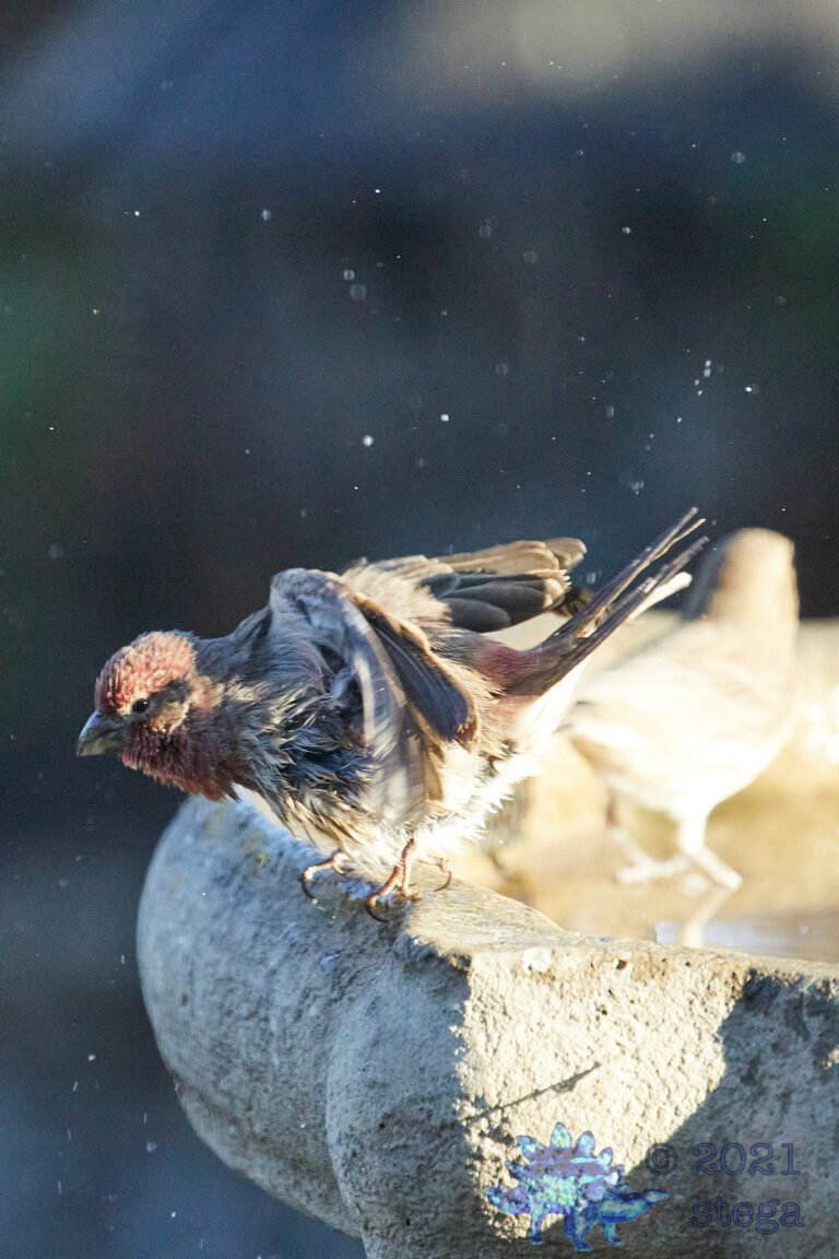 House Finch