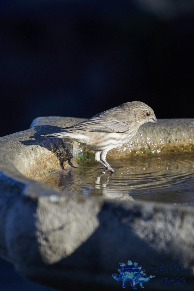 House Finch