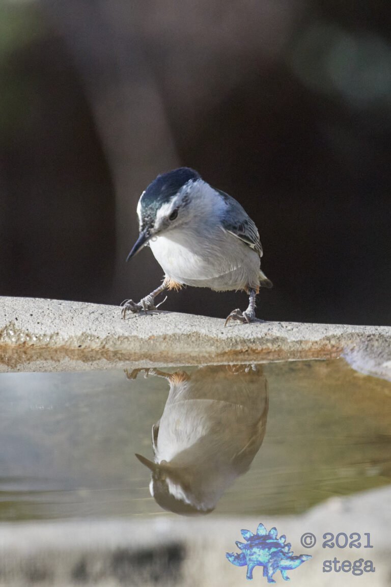 White Breasted Nuthatch