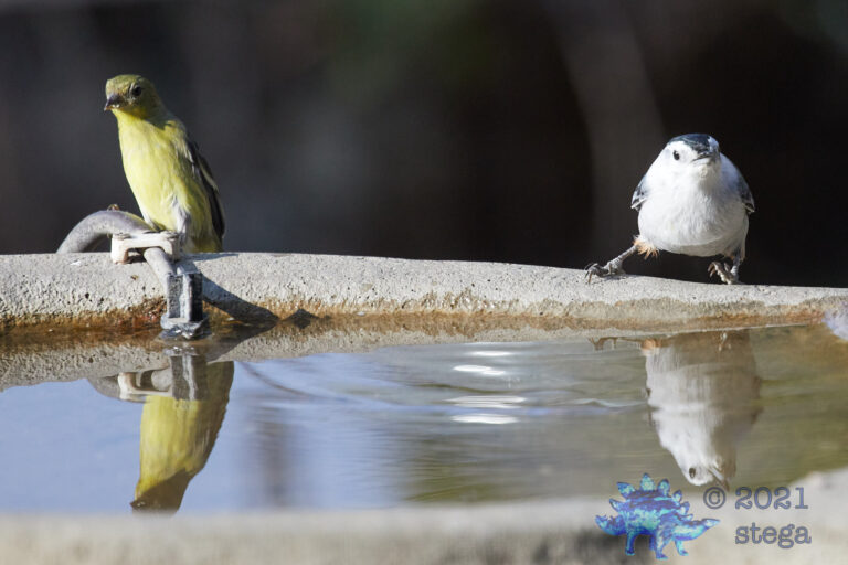 Finch and Nuthatch