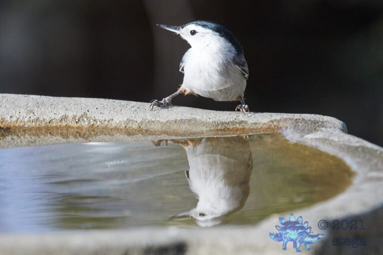 White-Breasted Nuthatch