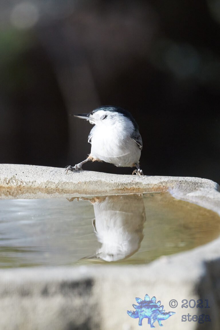 White Breasted Nuthatch