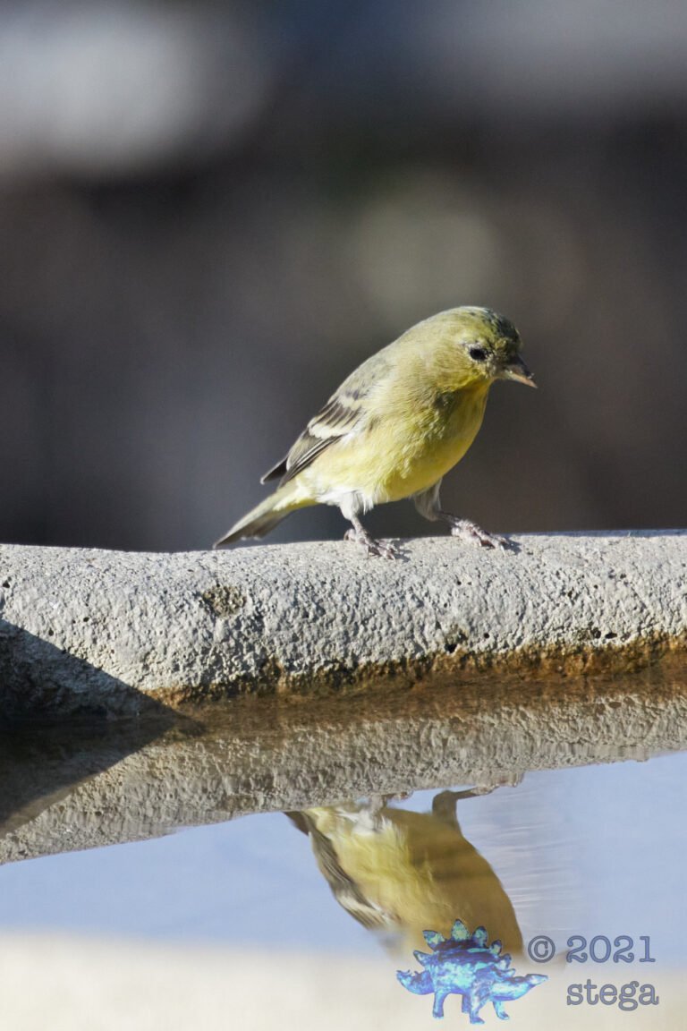 Lesser Goldfinch